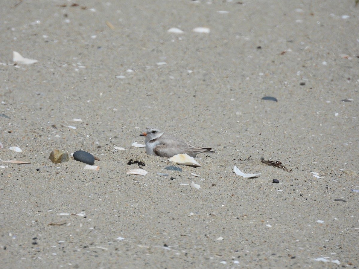 Piping Plover - ML620515999