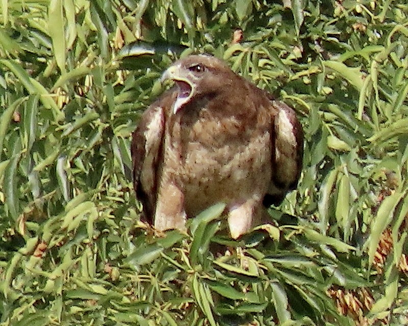 Red-tailed Hawk - ML620516000