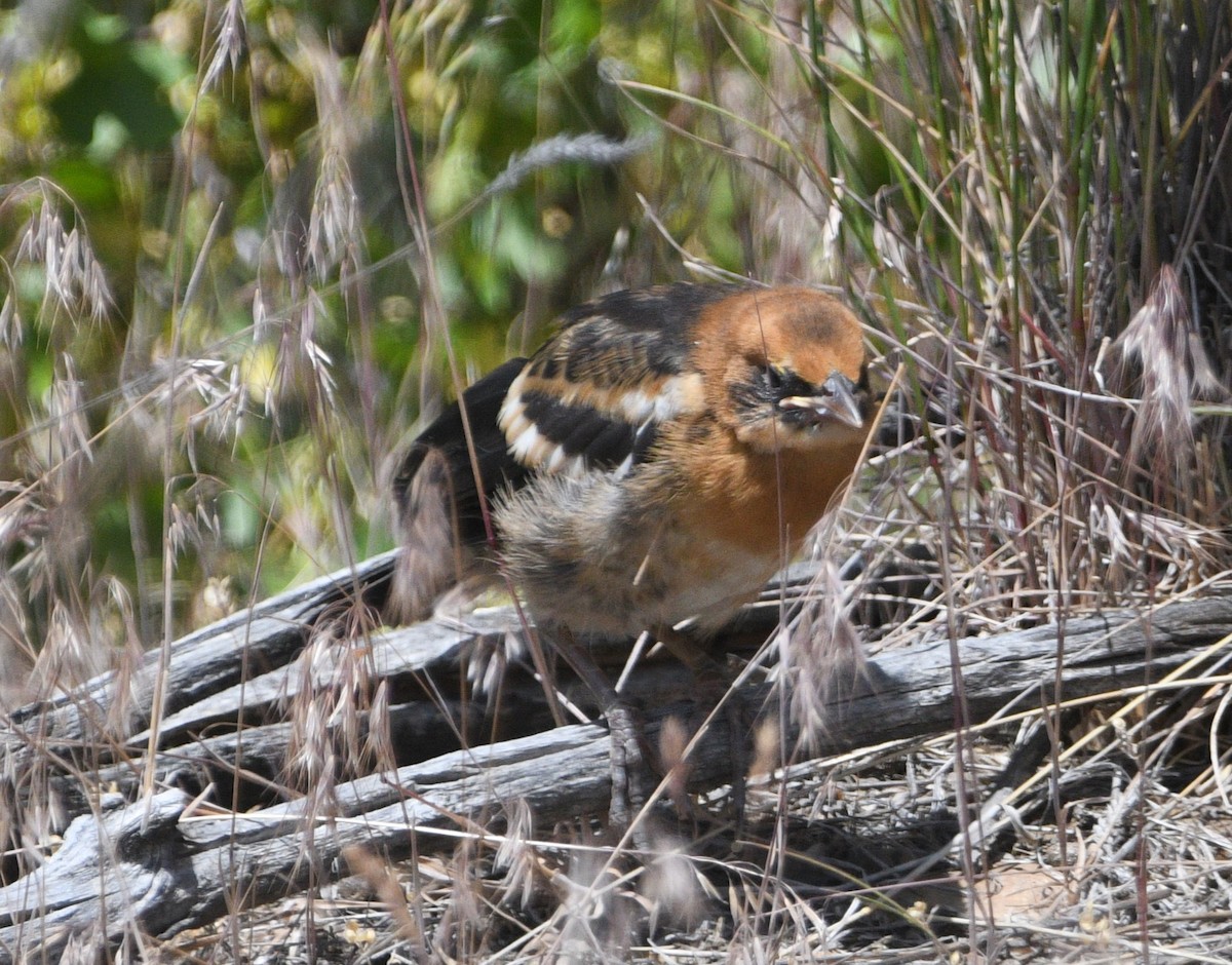 Yellow-headed Blackbird - ML620516002