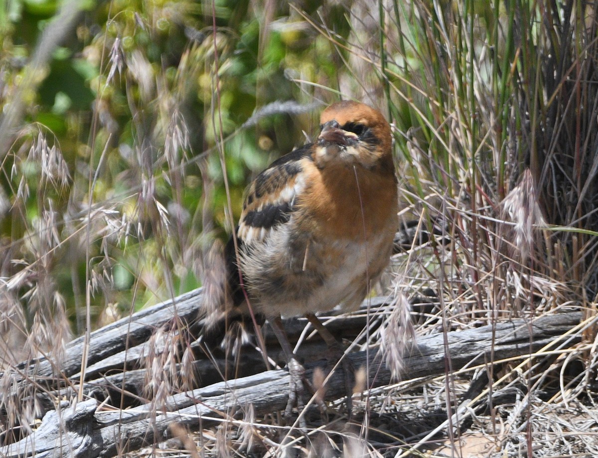 Yellow-headed Blackbird - ML620516004