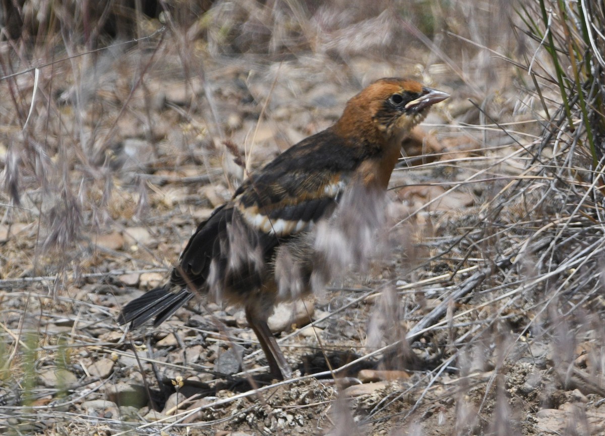 Yellow-headed Blackbird - ML620516005