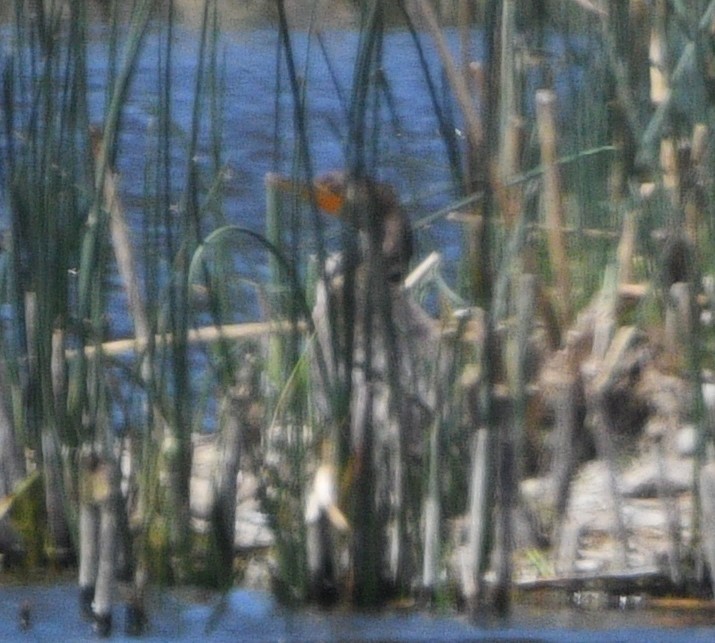 Double-crested Cormorant - ML620516007