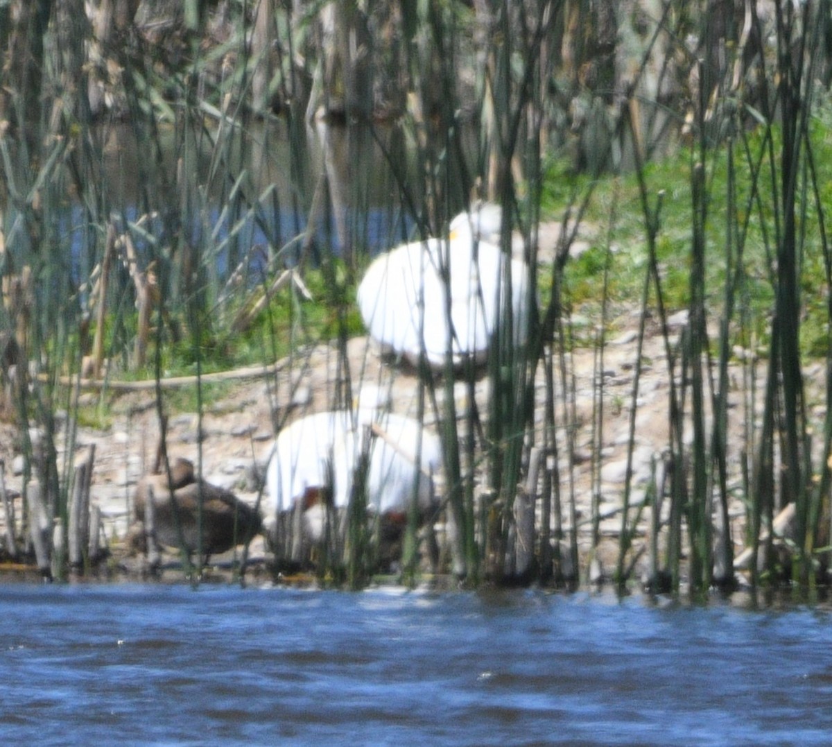 American White Pelican - ML620516008