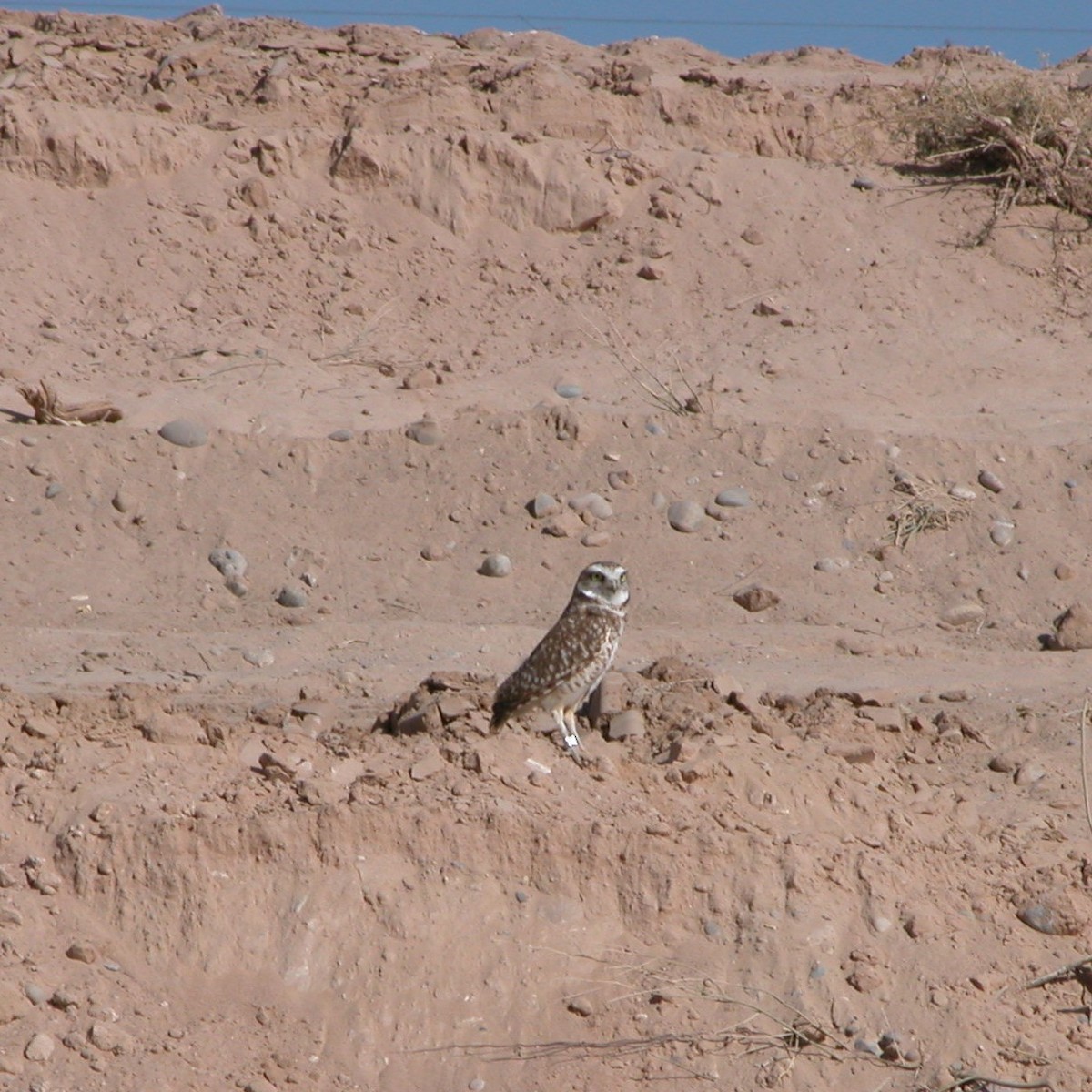 Burrowing Owl - ML620516009