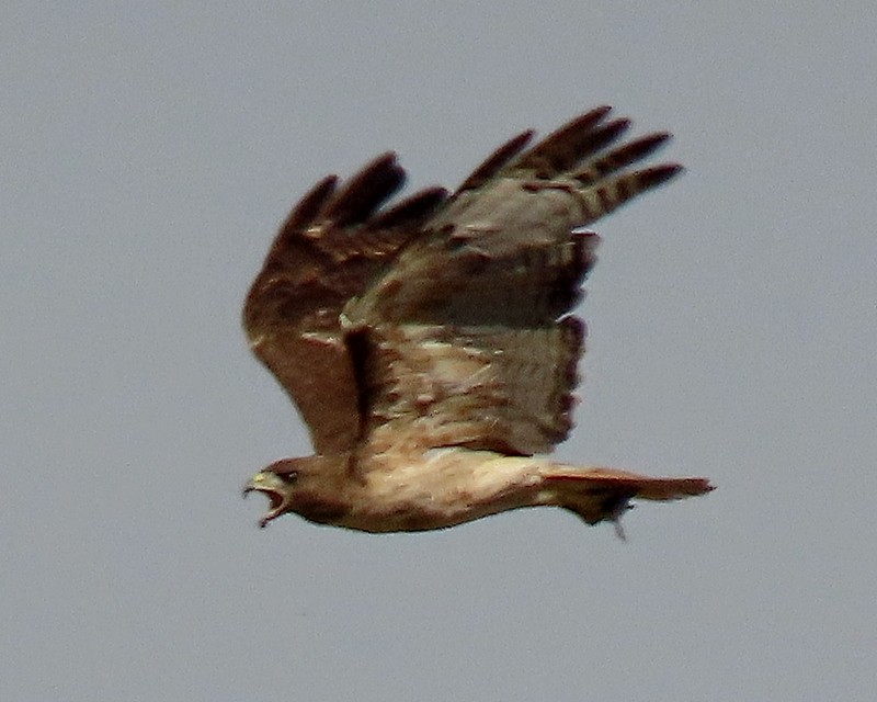 Red-tailed Hawk - ML620516010