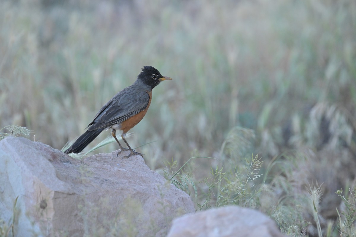 American Robin - ML620516011