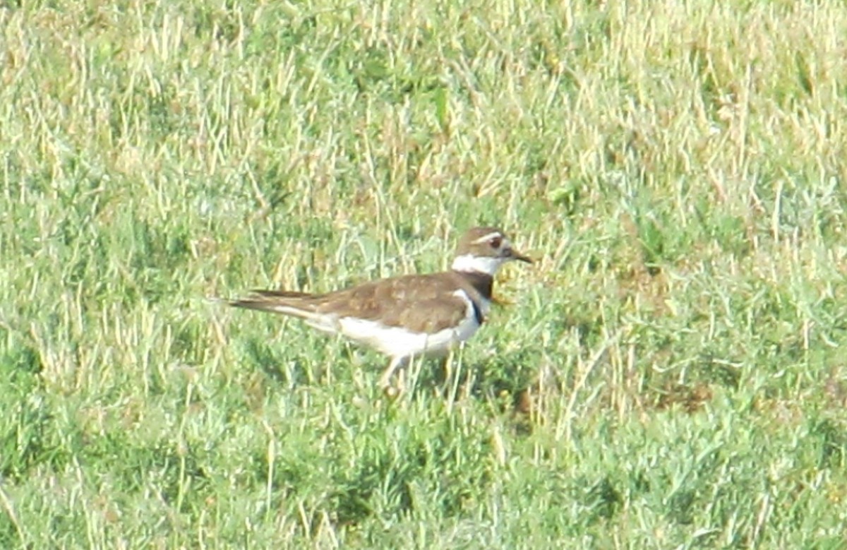 Killdeer - ML620516013