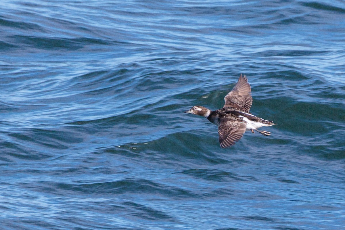 Long-tailed Duck - ML620516015