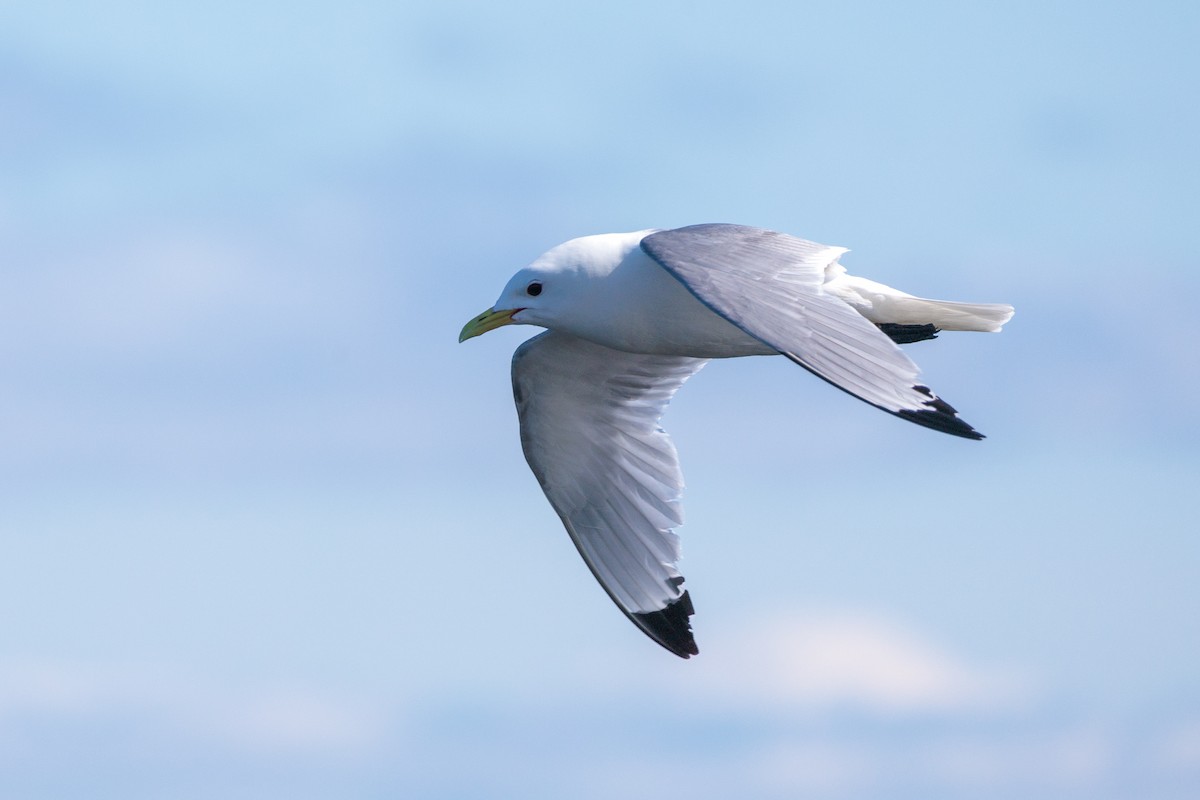 Black-legged Kittiwake - ML620516017