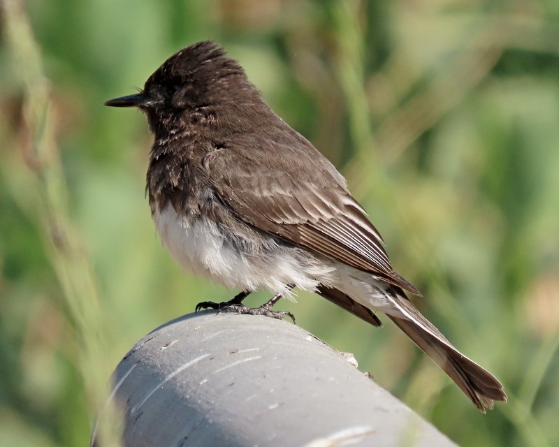 Black Phoebe - ML620516019