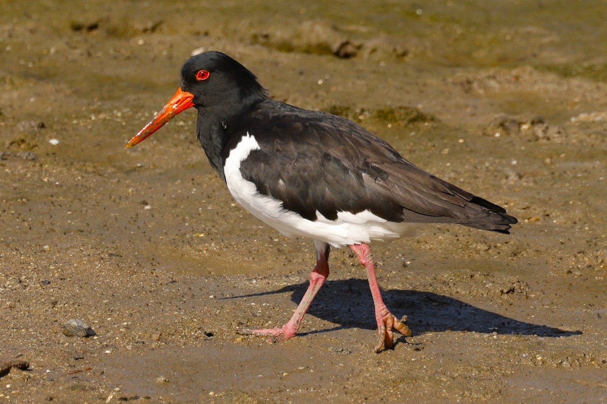 Pied Oystercatcher - ML620516024