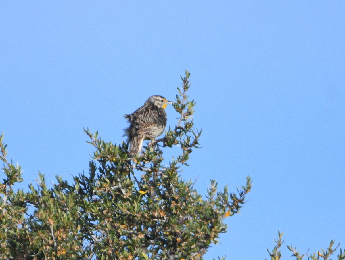 Western Meadowlark - ML620516027