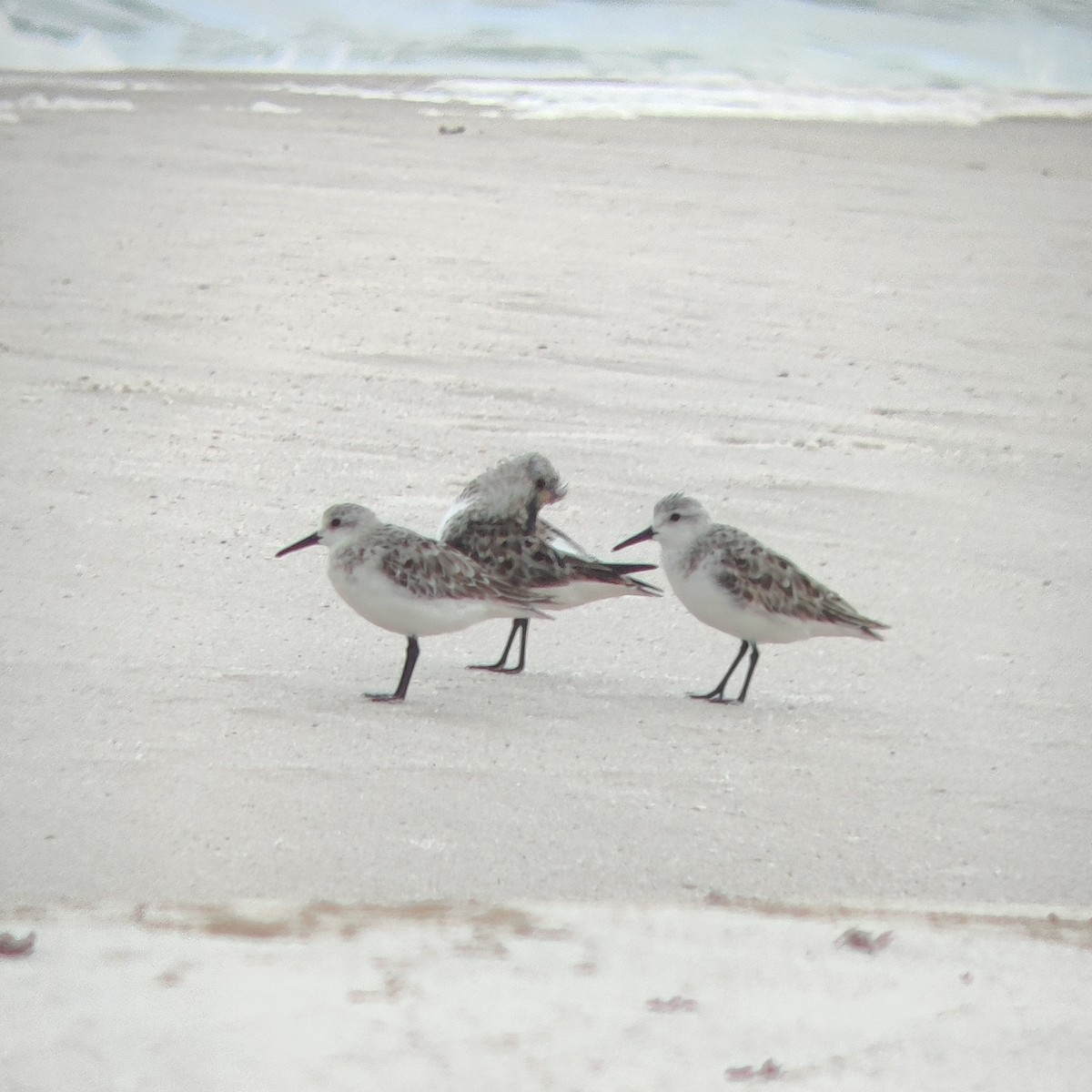 Bécasseau sanderling - ML620516029