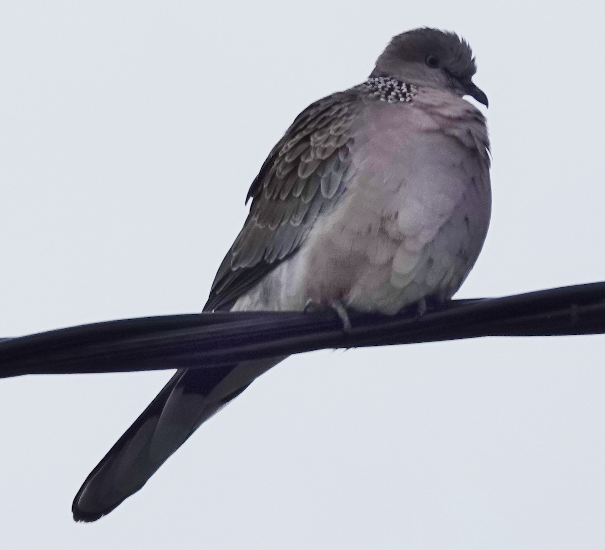 Spotted Dove - ML620516033