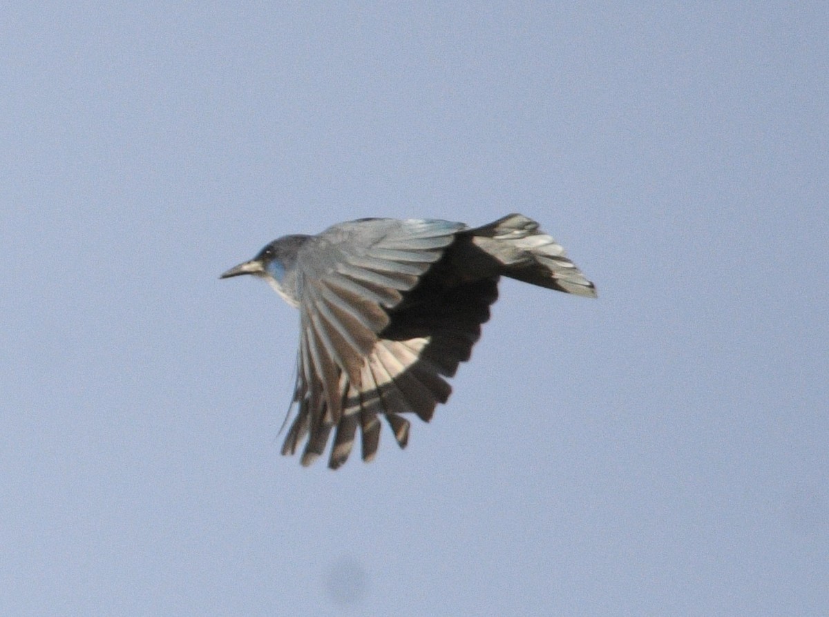 Pinyon Jay - ML620516034