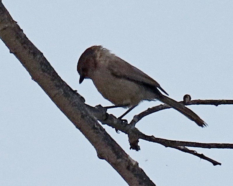 Bushtit - ML620516043