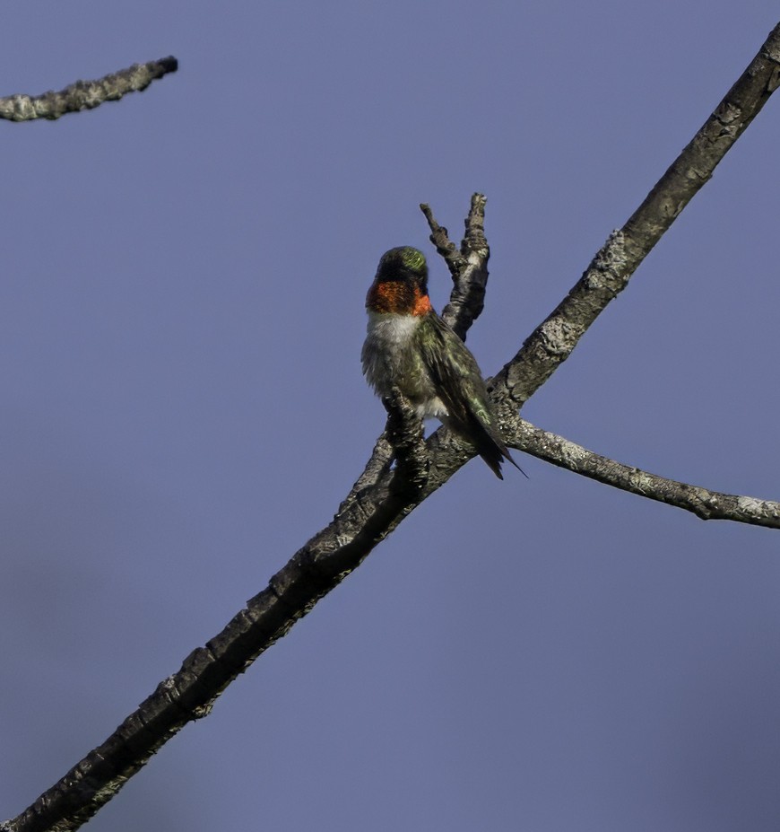 Ruby-throated Hummingbird - ML620516044
