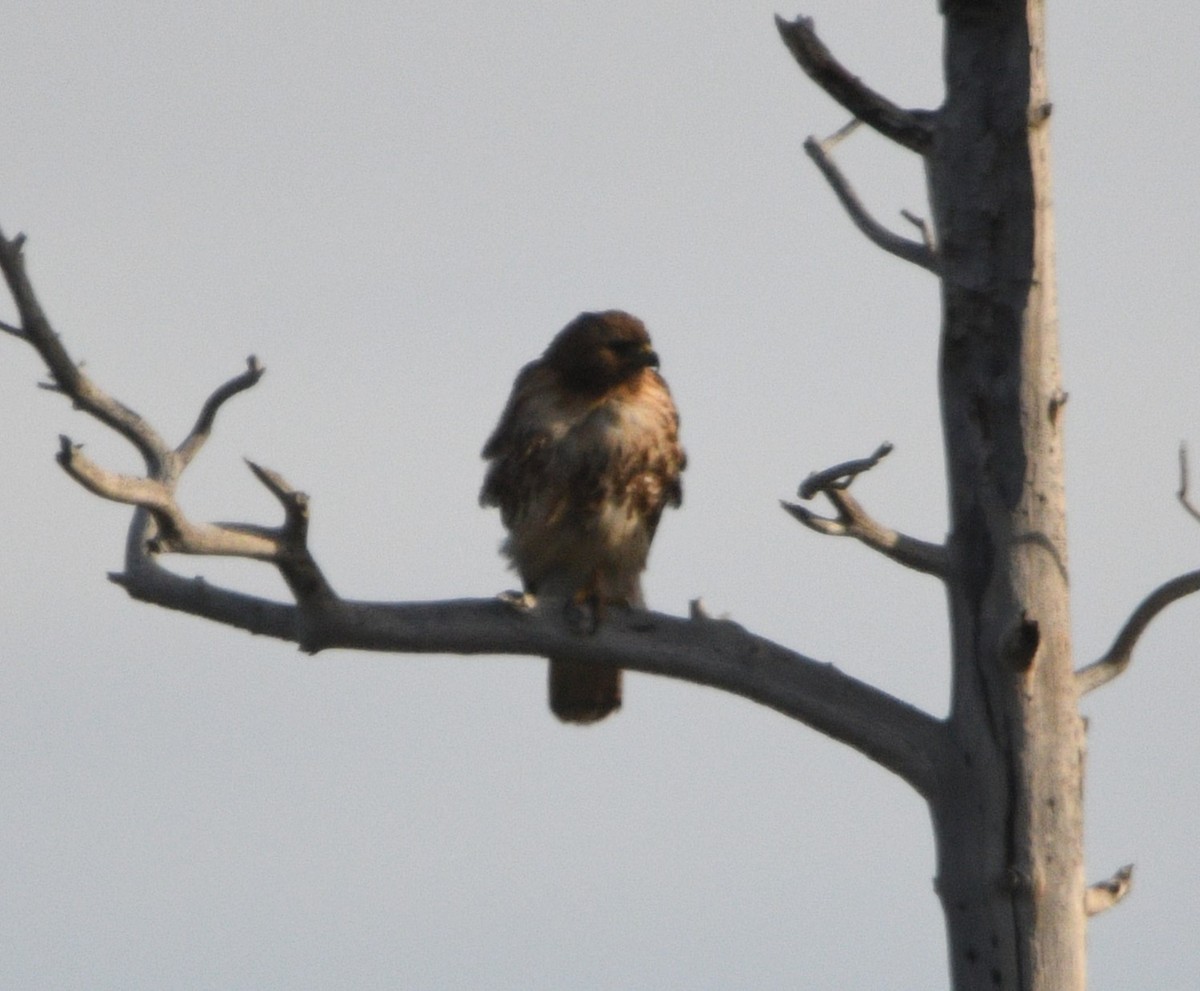 Red-tailed Hawk - ML620516045