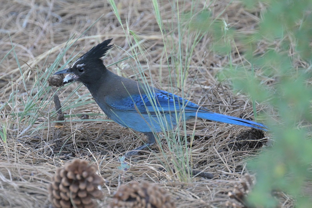 Steller's Jay - ML620516047