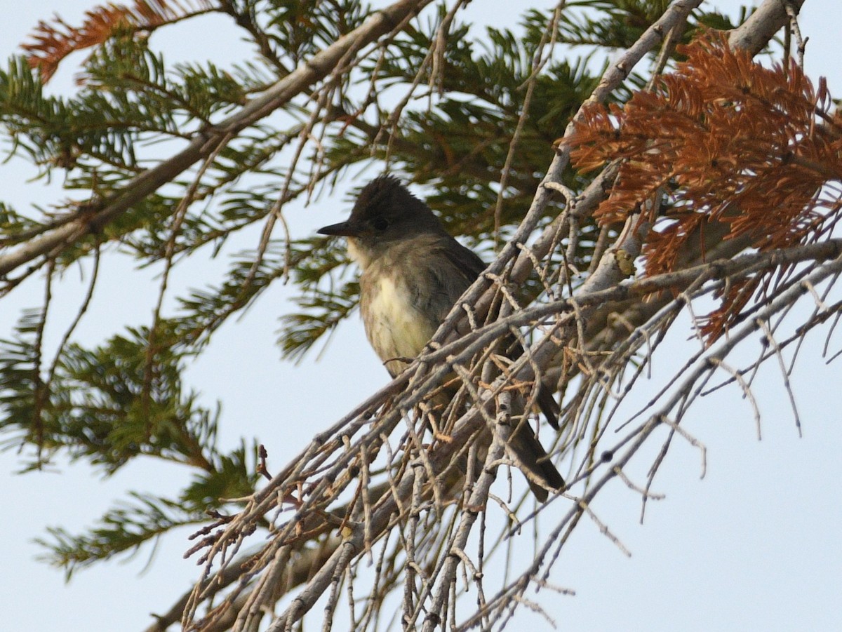 Olive-sided Flycatcher - ML620516049