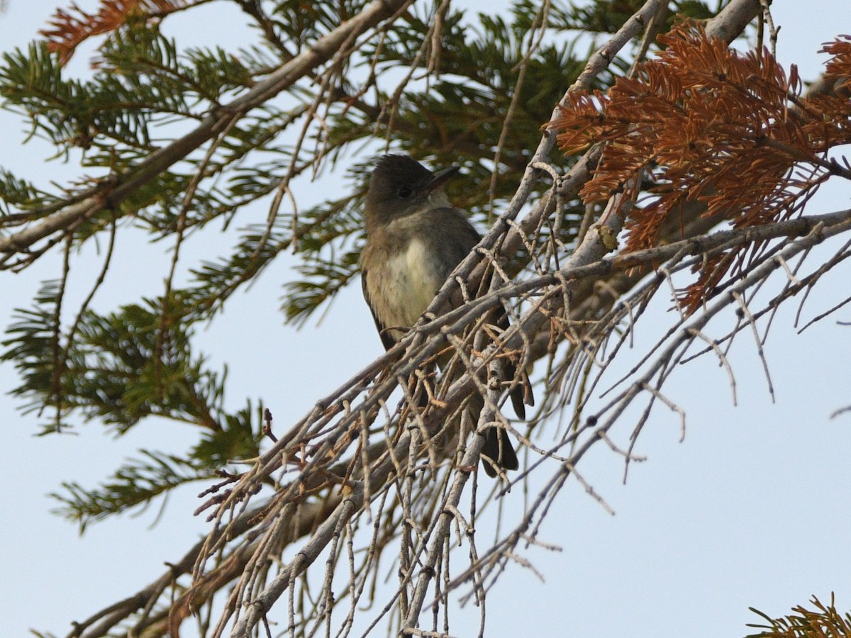 Olive-sided Flycatcher - ML620516050