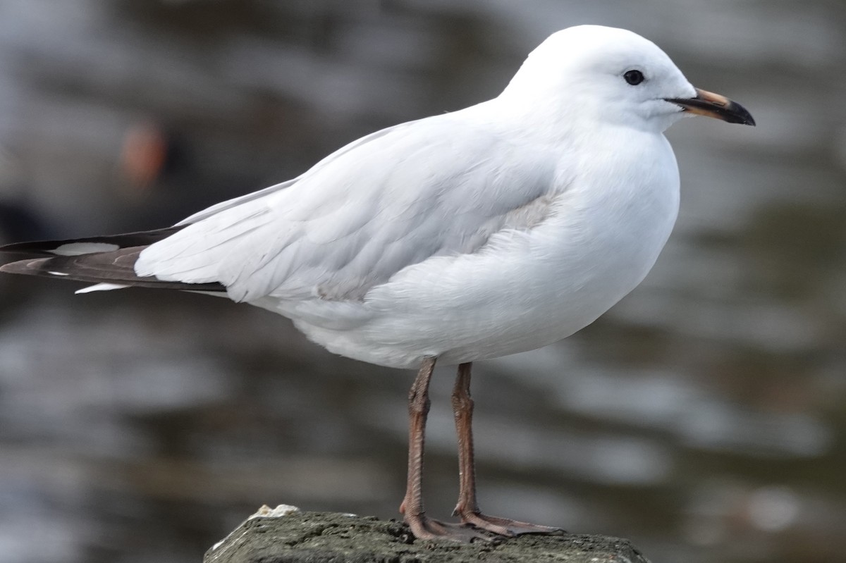 Mouette argentée (novaehollandiae/forsteri) - ML620516052