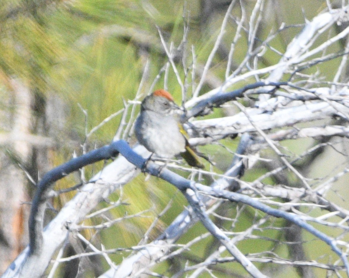 Green-tailed Towhee - ML620516053