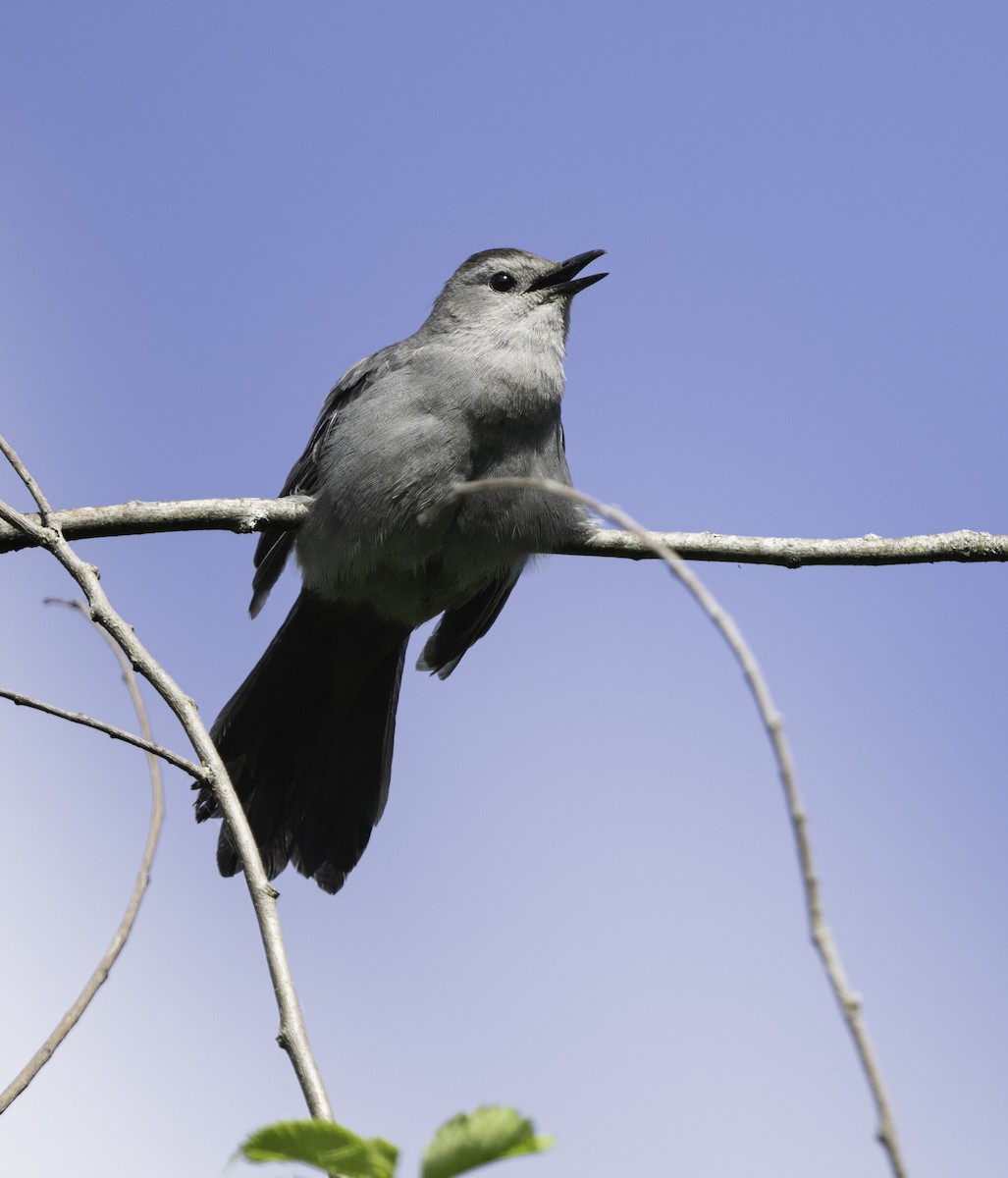 Pájaro Gato Gris - ML620516054