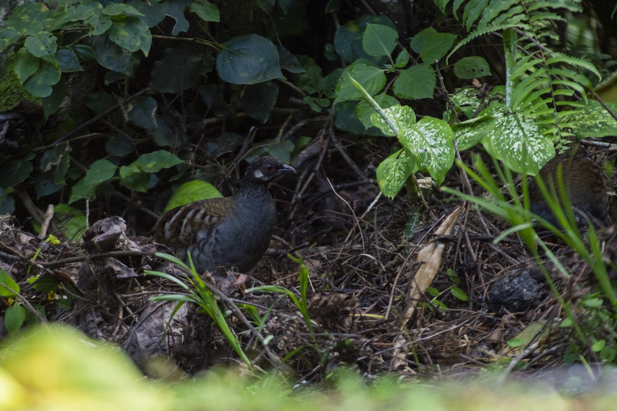 Malayan Partridge - ML620516056