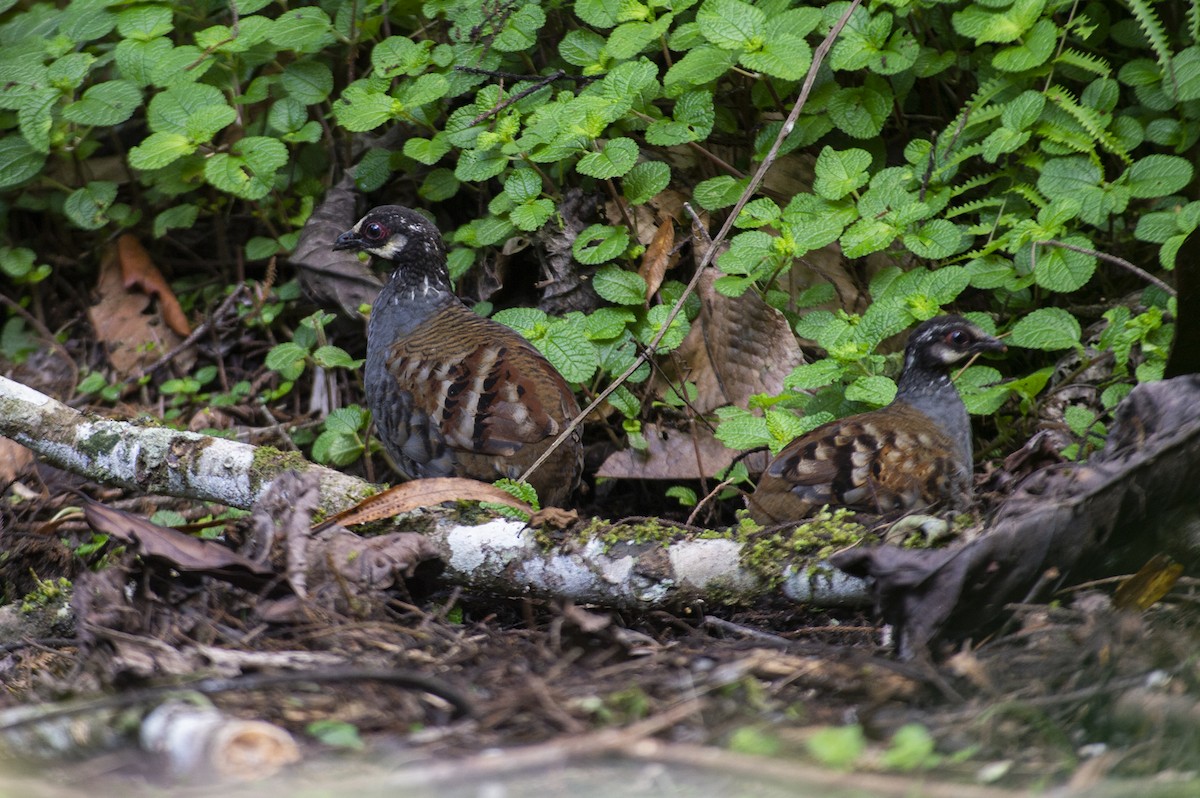 Malayan Partridge - ML620516060