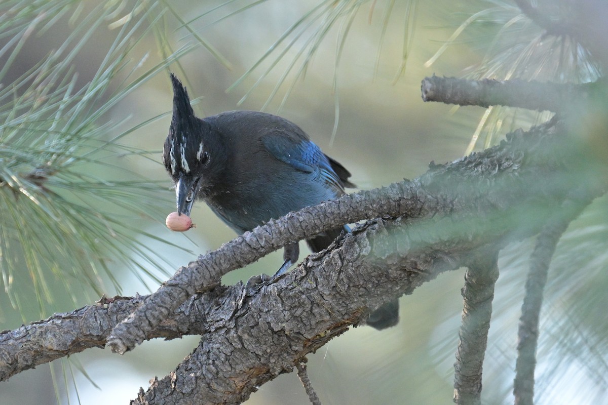 Steller's Jay - ML620516062