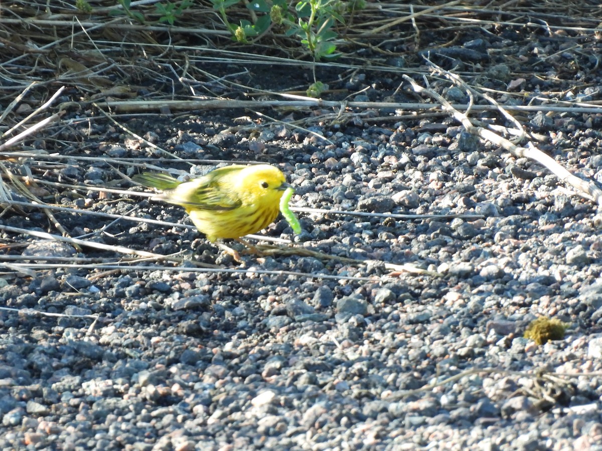 Yellow Warbler - ML620516065