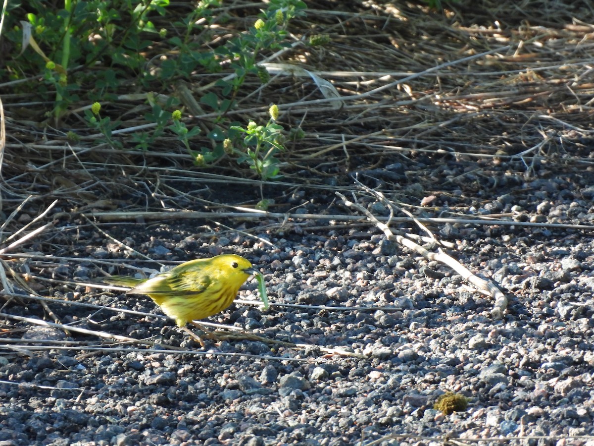 Yellow Warbler - ML620516068