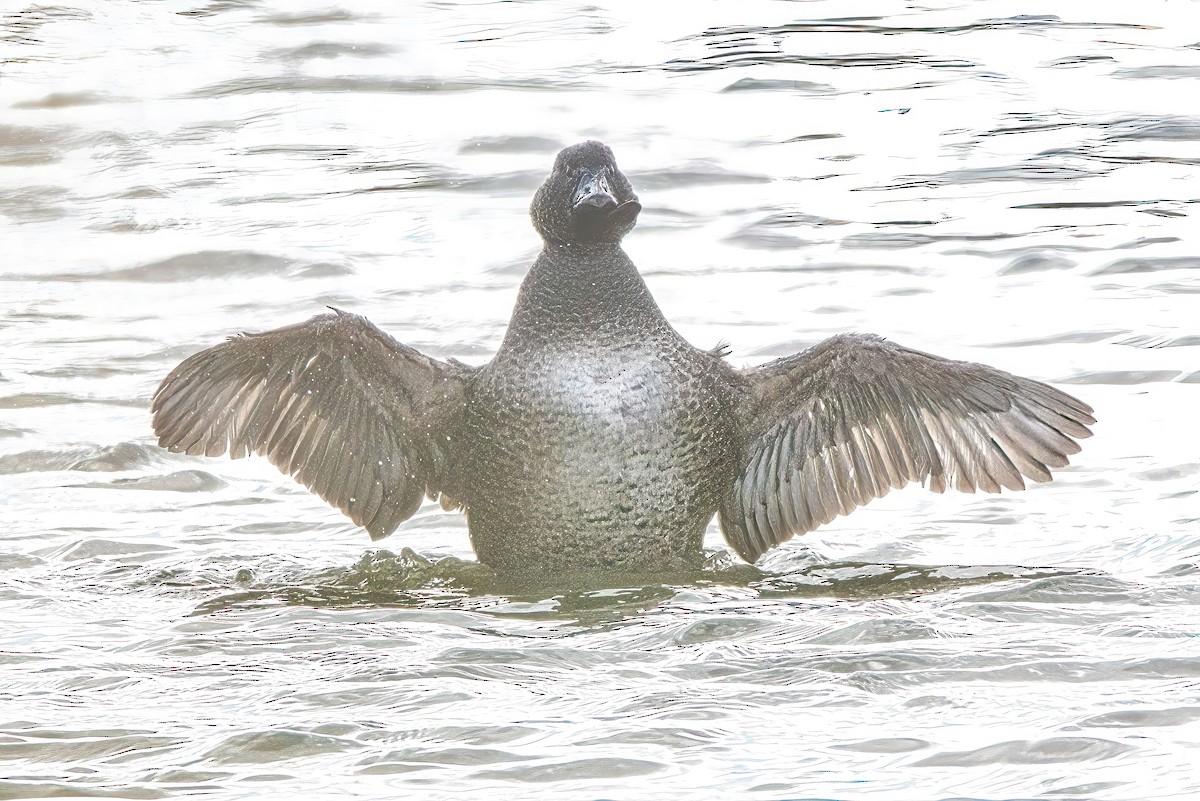 Musk Duck - ML620516075