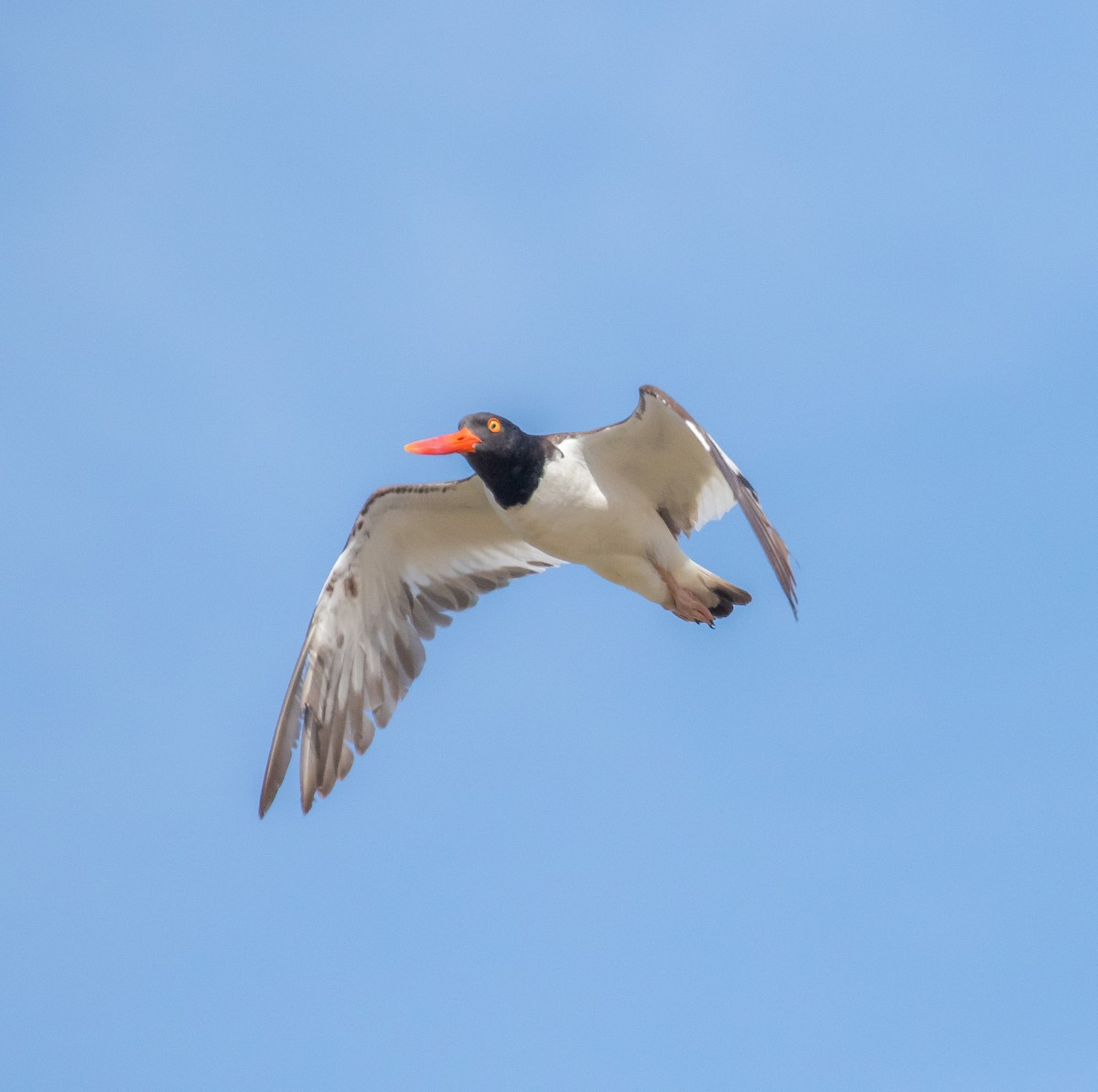 American Oystercatcher - ML620516081