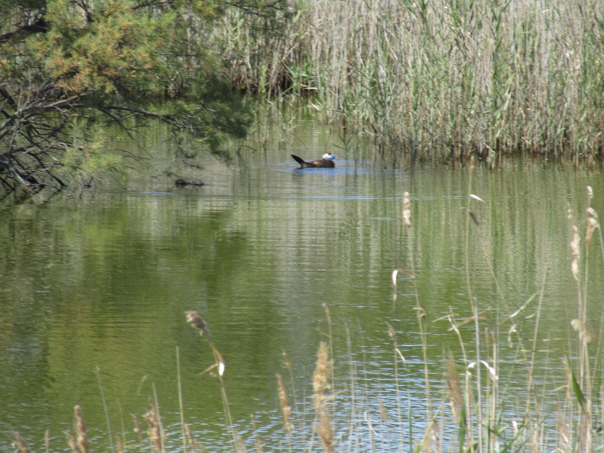 White-headed Duck - ML620516083