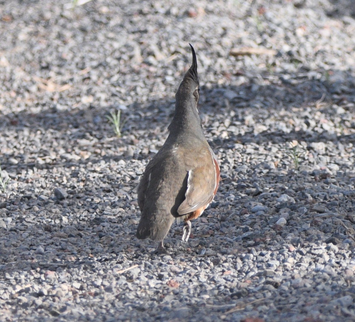 Mountain Quail - Peter Olsoy