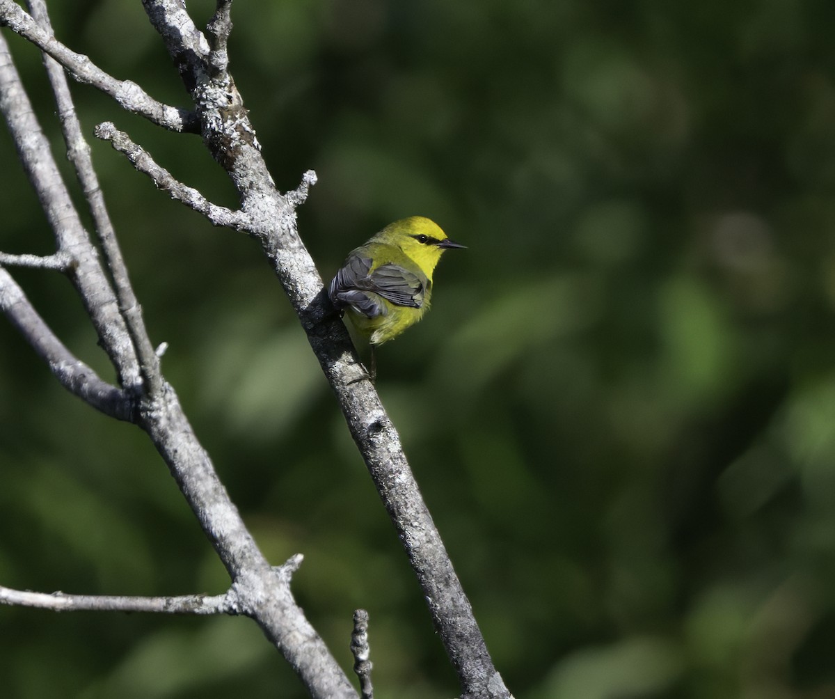 Blauflügel-Waldsänger - ML620516091