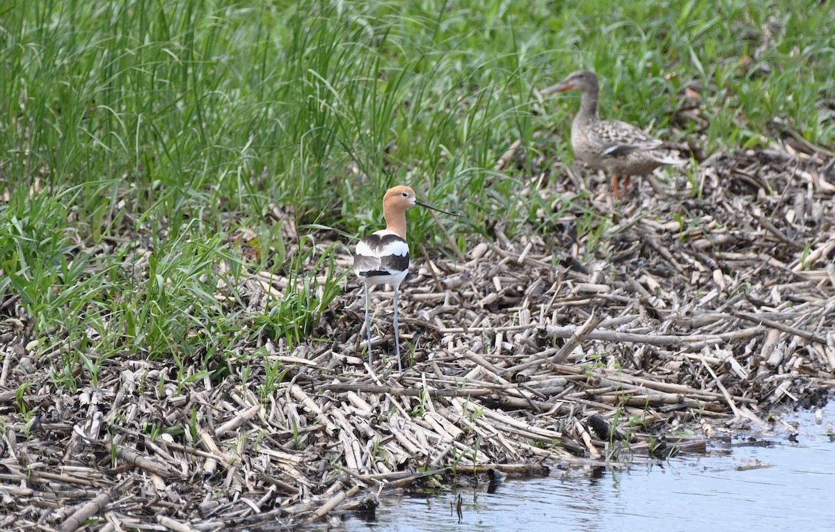 American Avocet - ML620516092