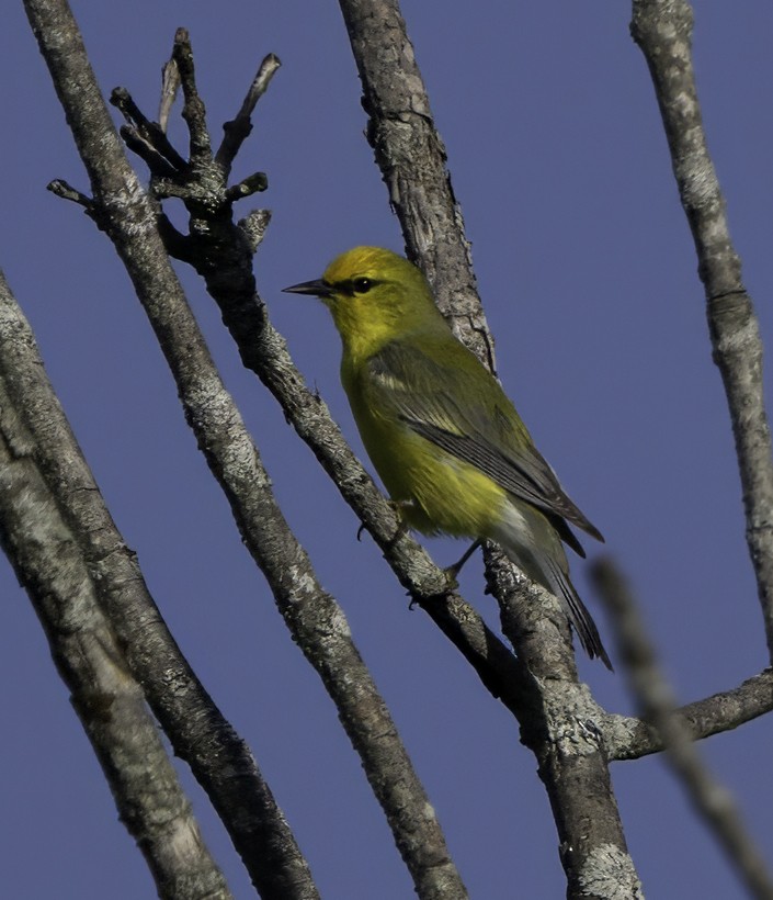 Blue-winged Warbler - ML620516093