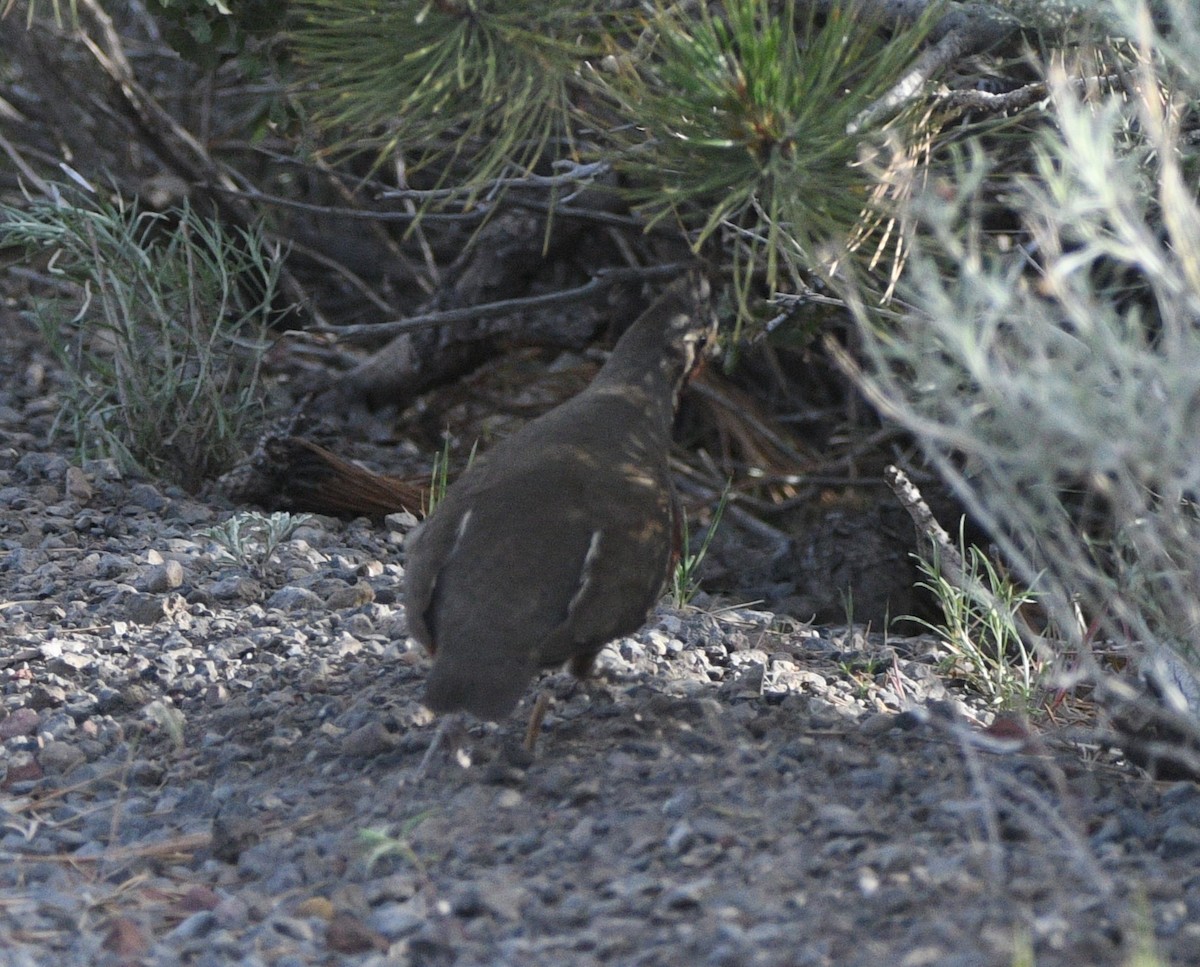 Mountain Quail - ML620516102