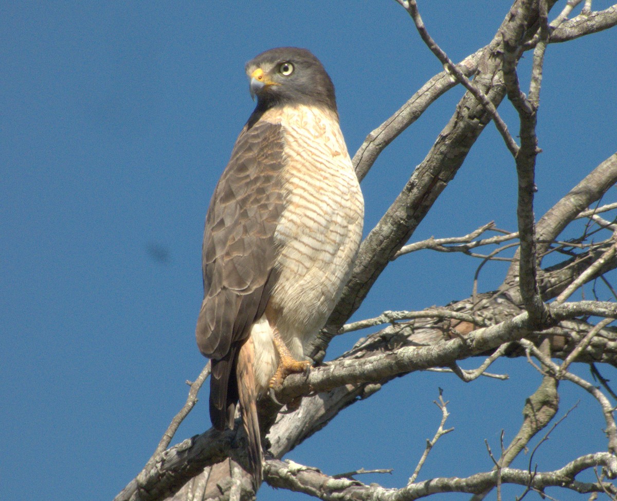 Roadside Hawk - ML620516109