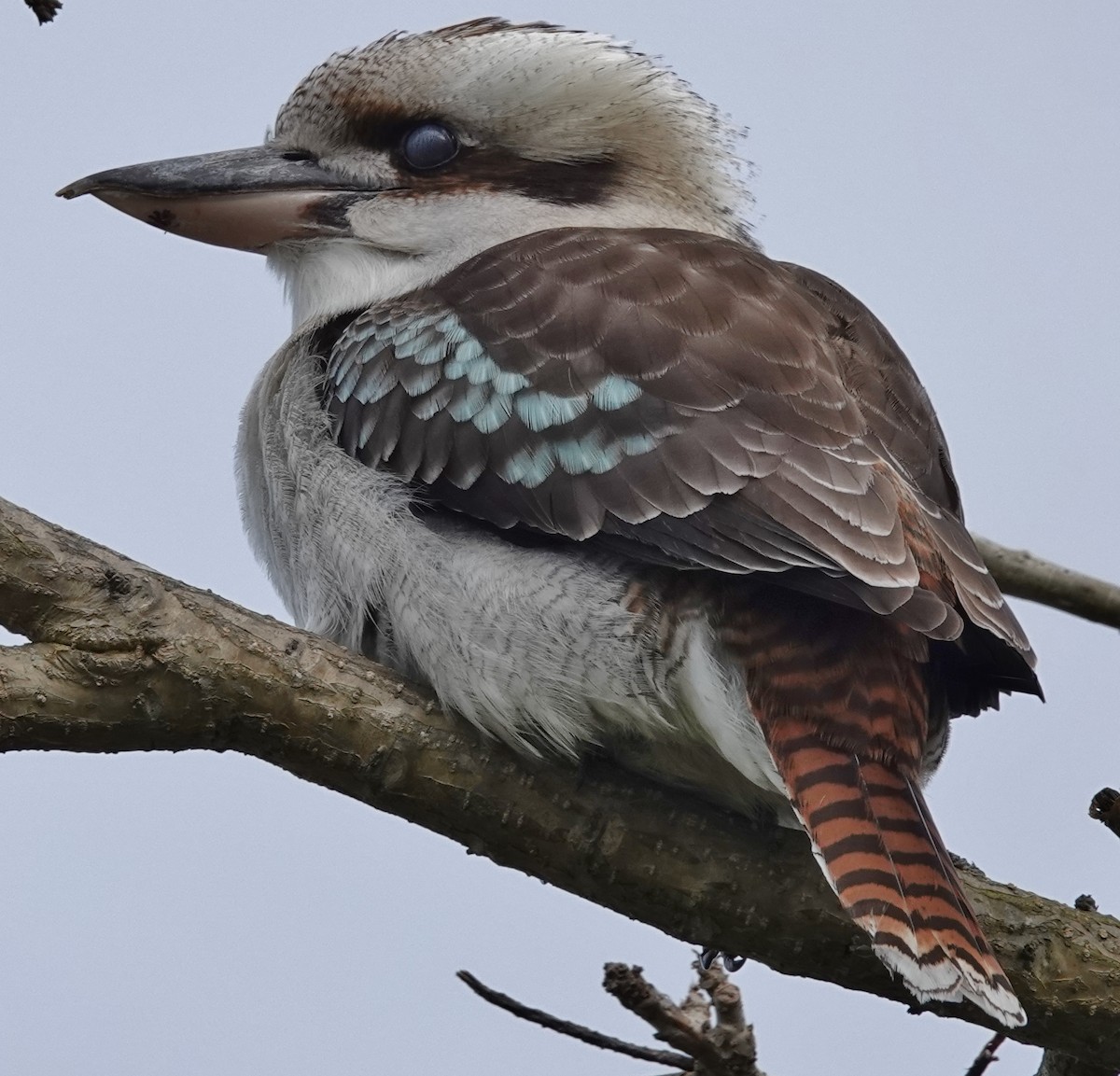 Laughing Kookaburra - ML620516110