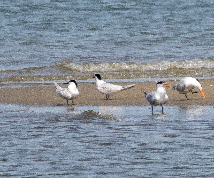 Sandwich Tern - ML620516113