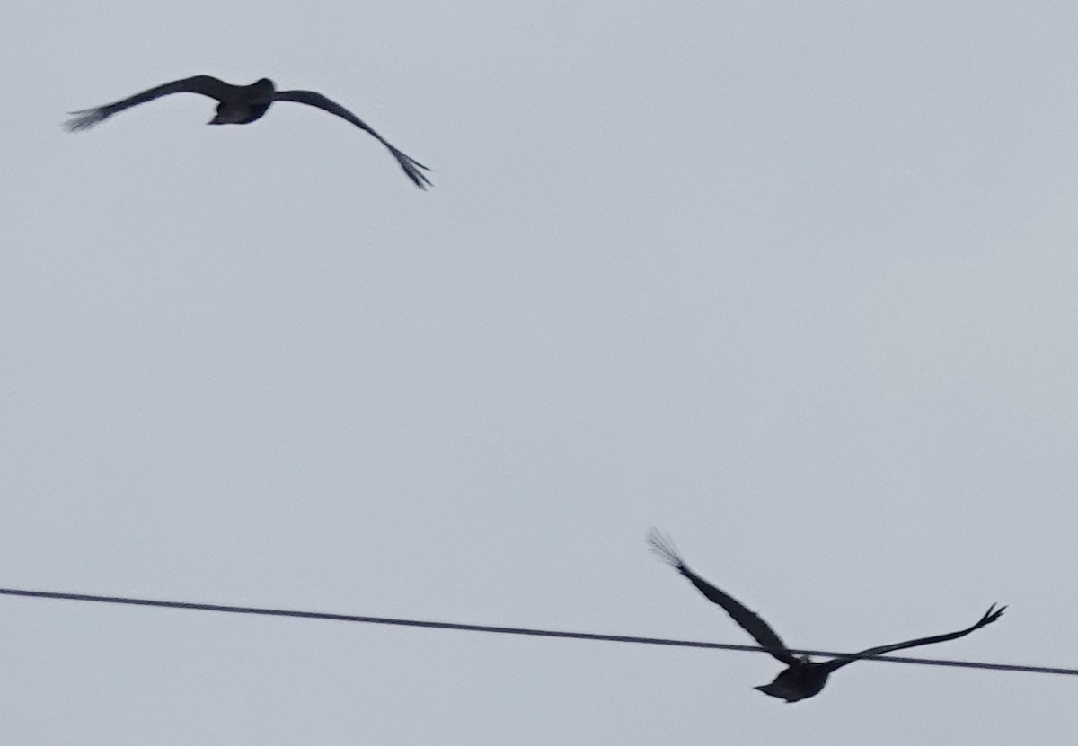 Yellow-tailed Black-Cockatoo - ML620516115