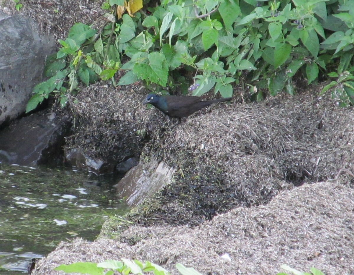 Common Grackle - ML620516126