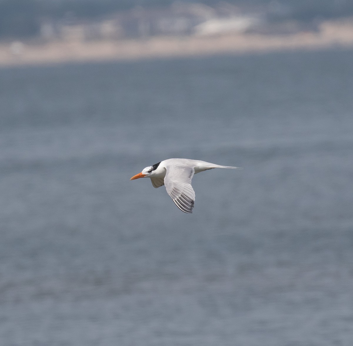 Royal Tern - ML620516128