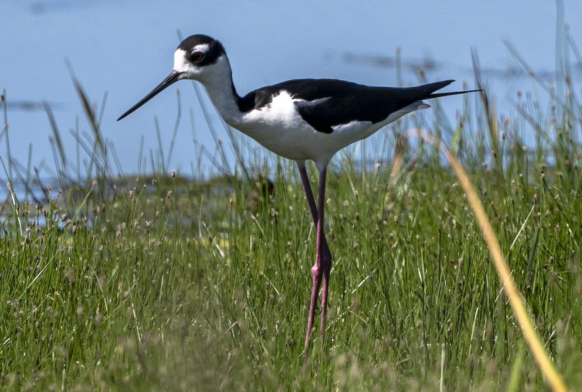 Black-necked Stilt - ML620516129