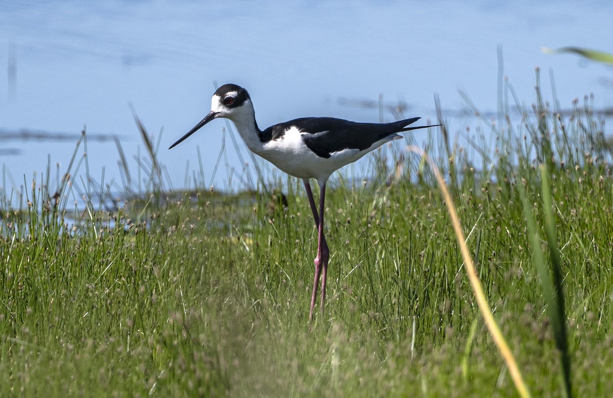 Black-necked Stilt - ML620516130