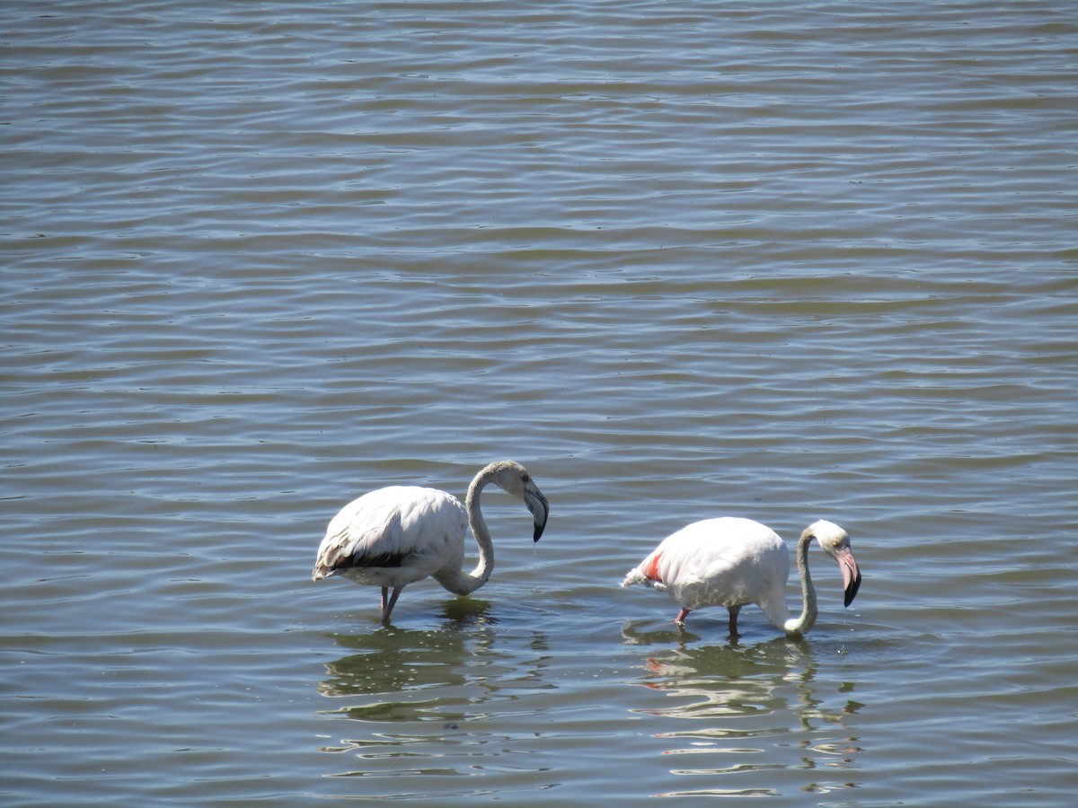 Greater Flamingo - ML620516131